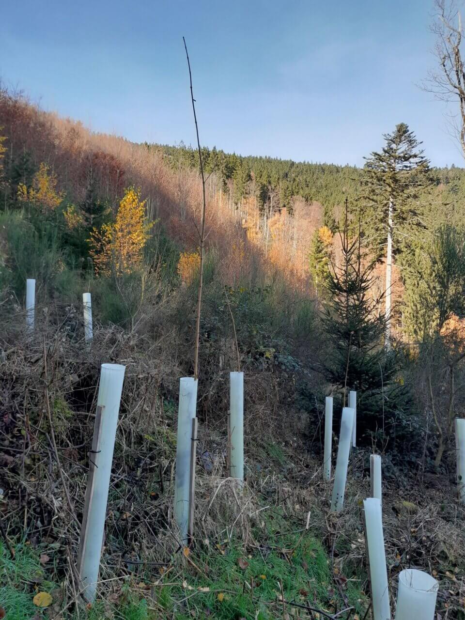 Der Ahorn will es wissen