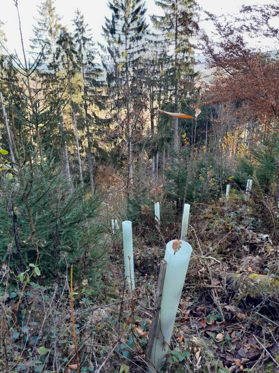 Die Kastanie hat sich auch mächtig angestrengt