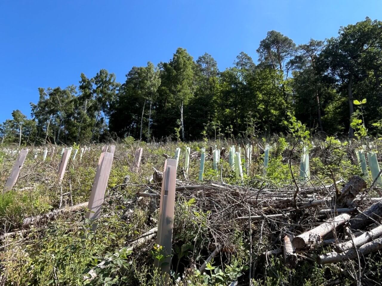 Hohe Anwuchsquote, aber langsames Wachstum