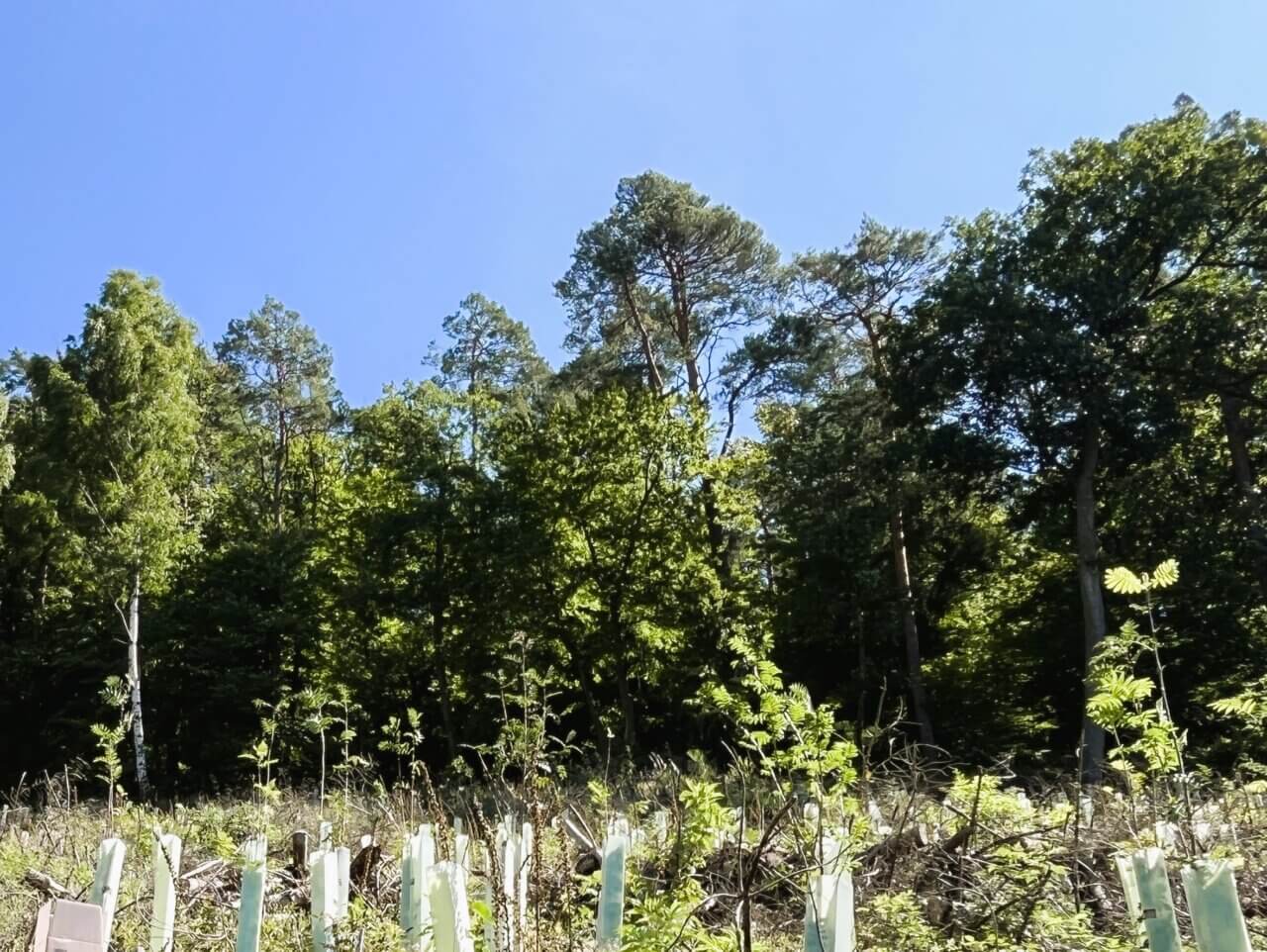 Die Vogelbeeren kommen gut