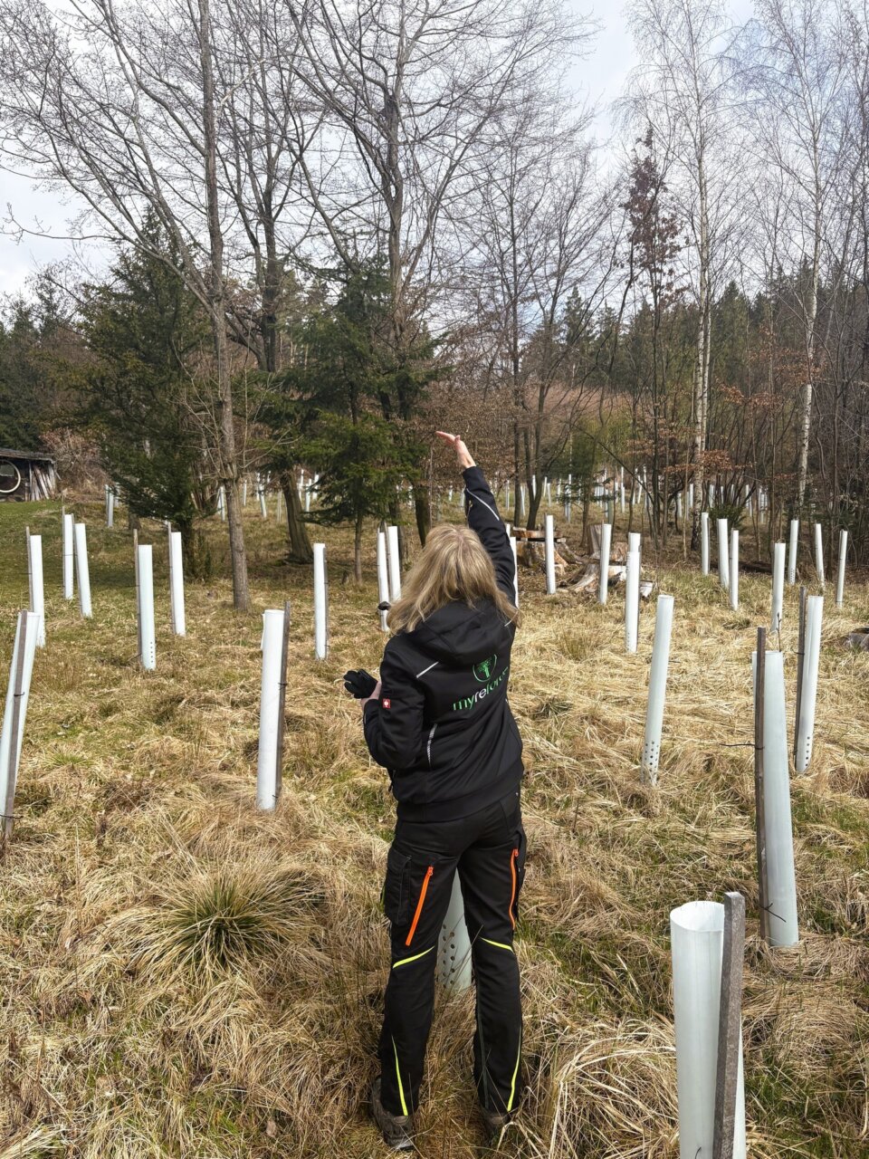 Respektable Winterlinde