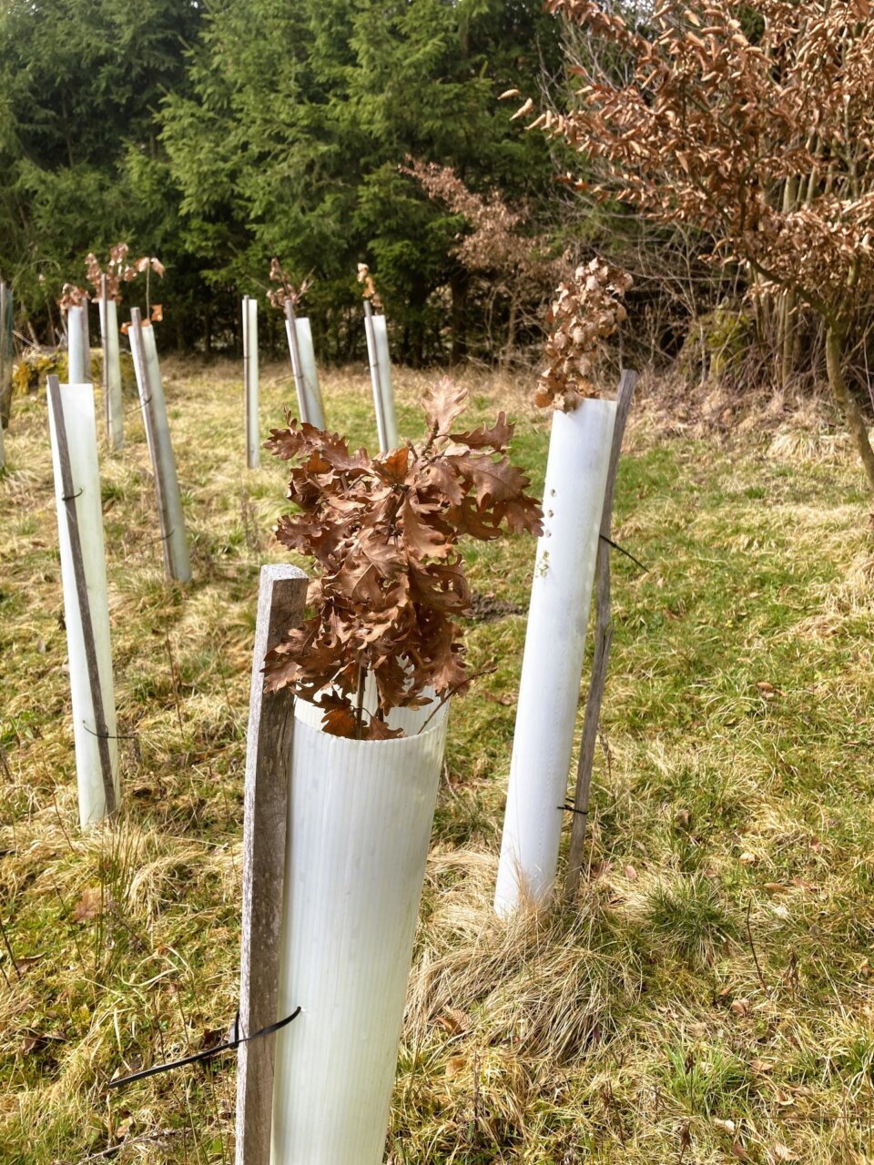 Die Stieleichen kommen gut