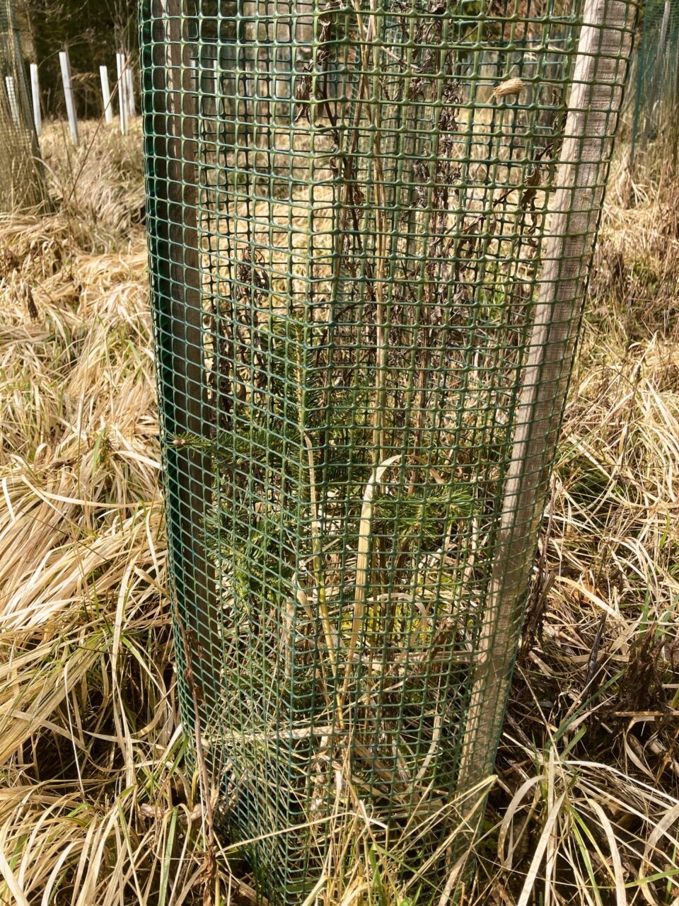 Eine der Weißtannen