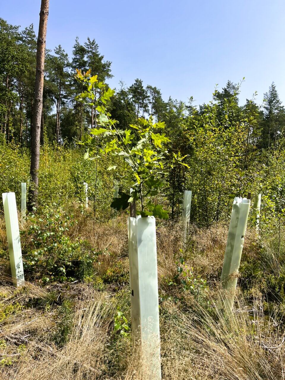 Stieleiche ganz groß