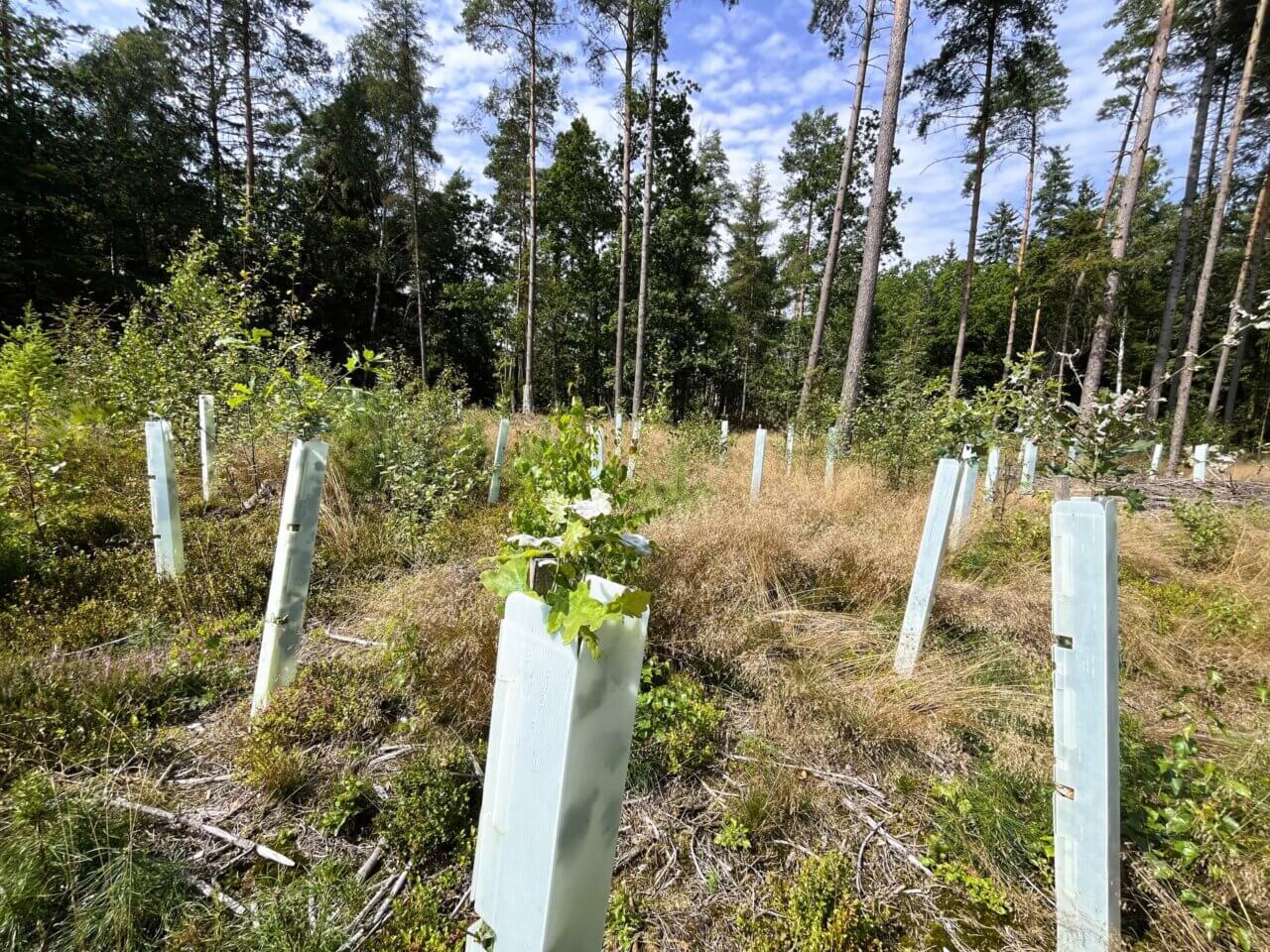 Neben den Eichen findet sich Naturverjüngung 