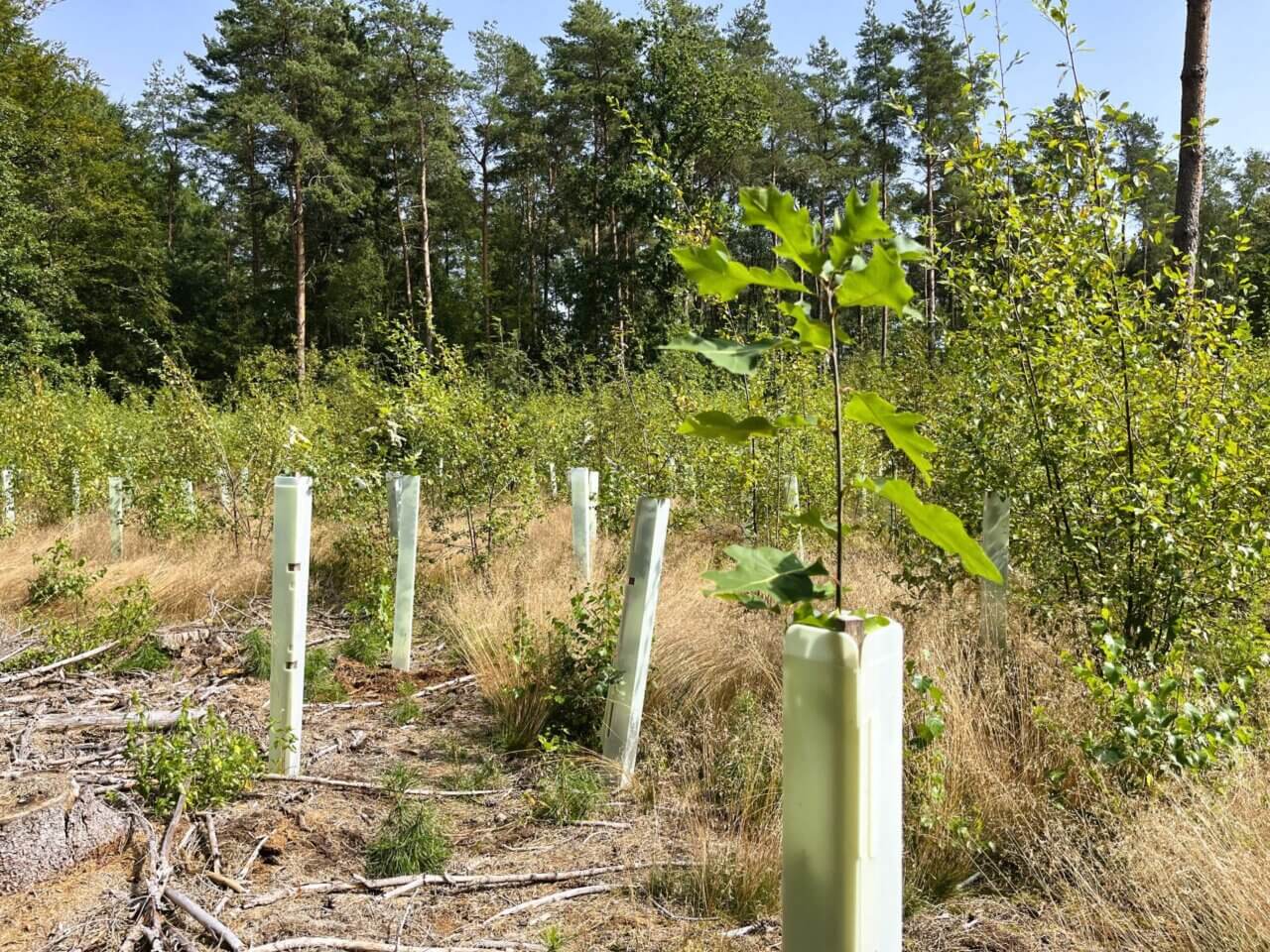 Aus jeder Hülle lugt eine Eiche