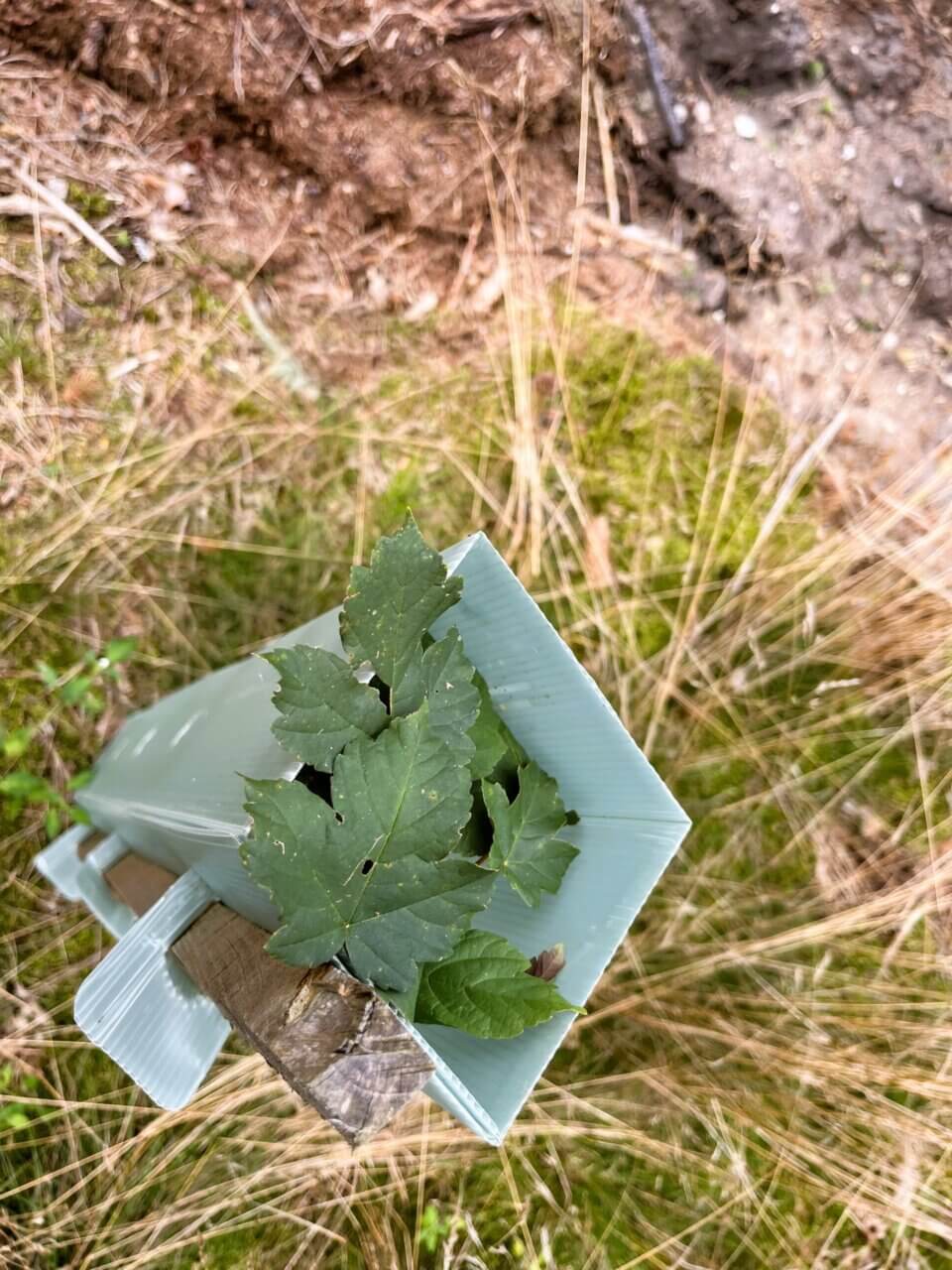 Bergahorn lugt aus der 1,20 hohen Wuchshülle