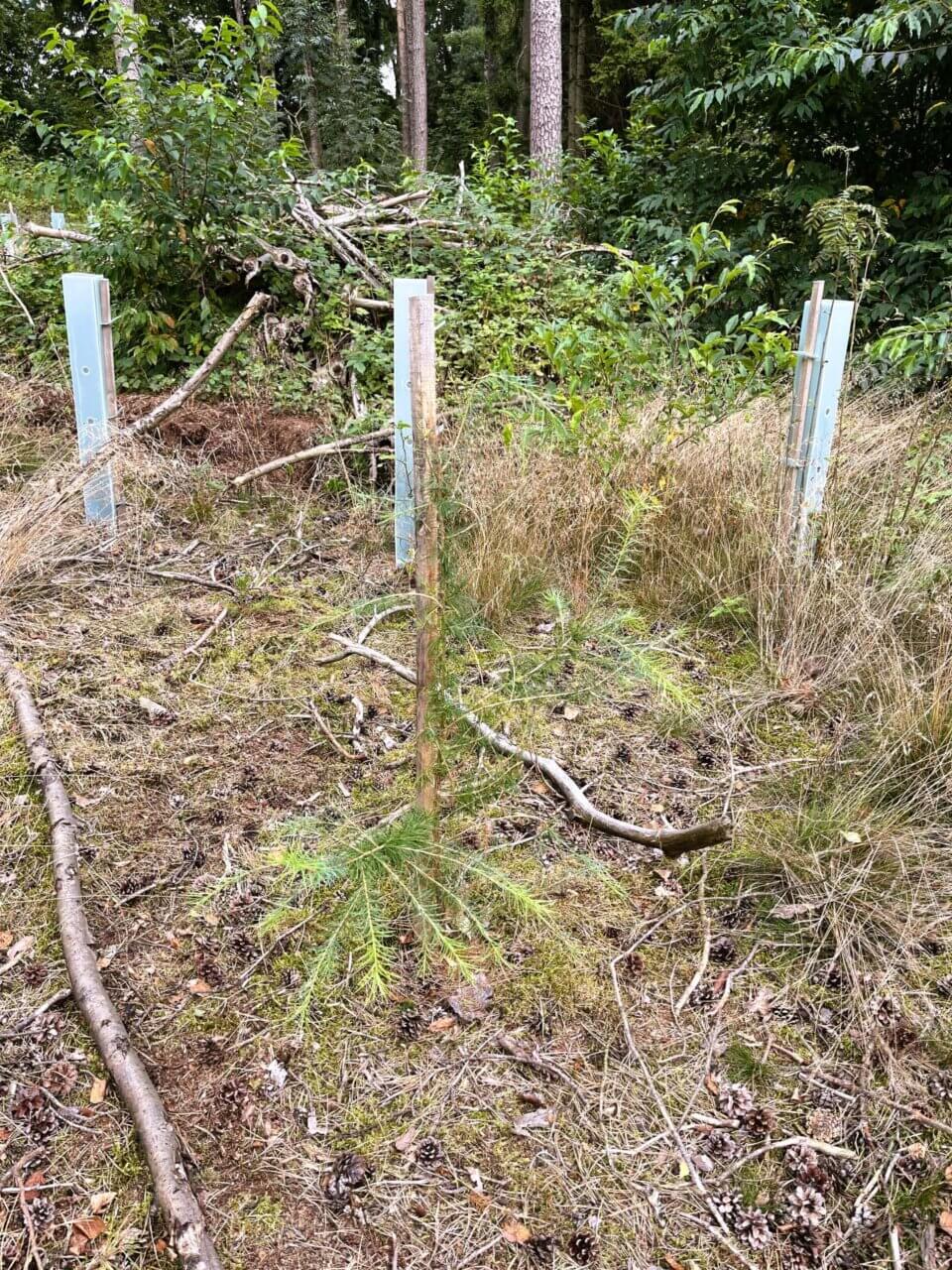 Lärche schon 1 Meter groß