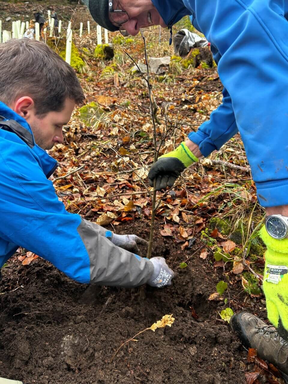 damit der Setzling gut anwachsen kann