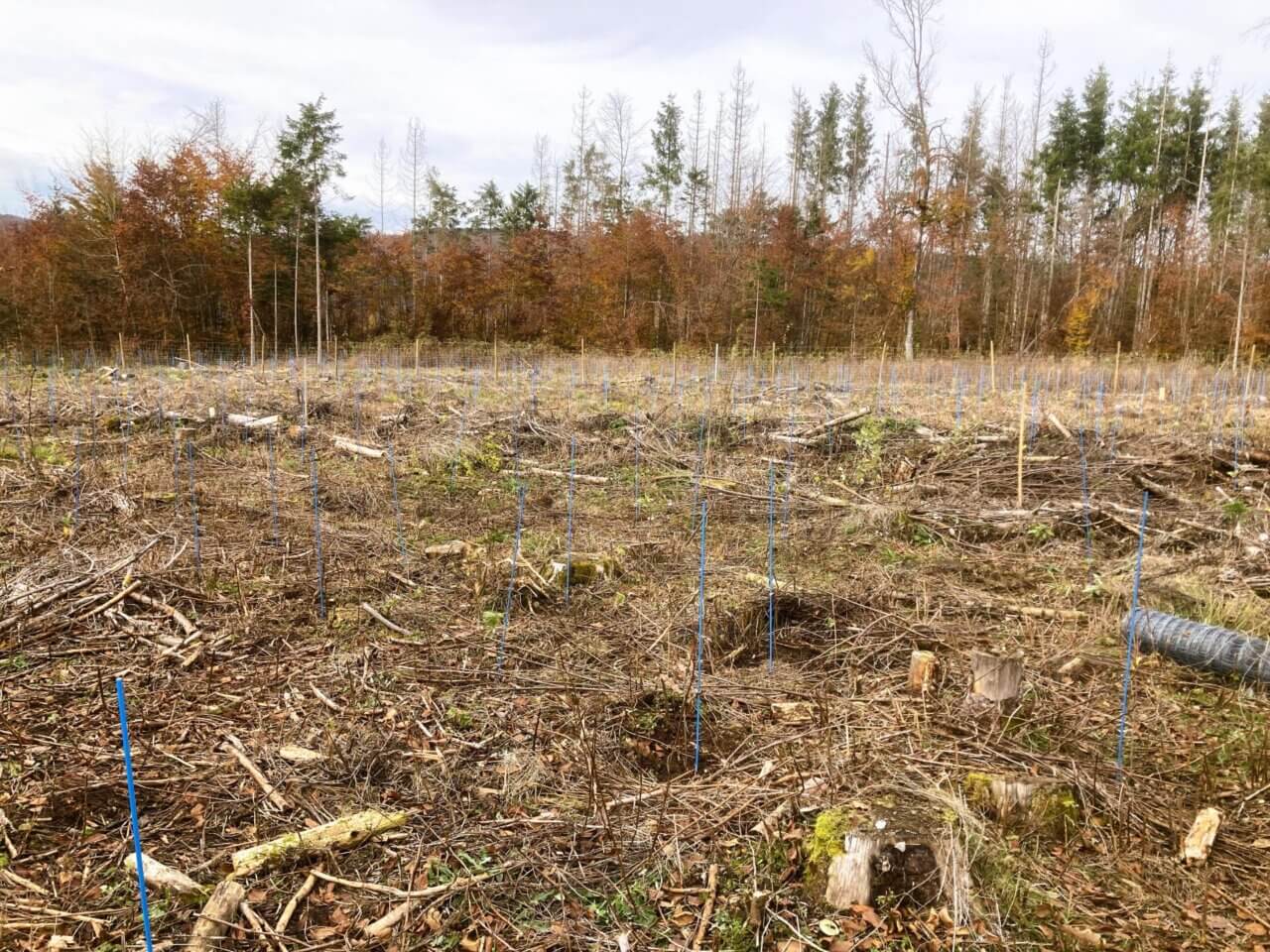 Die blauen Stäbe dienen als Markierung beim Freischneiden