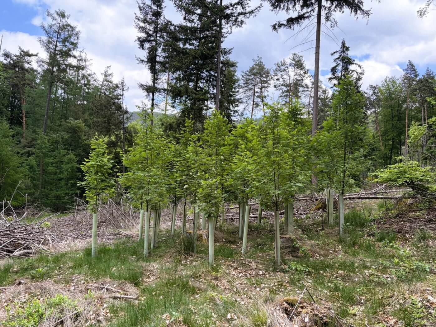 3 Meter hohe Vogelbeeren