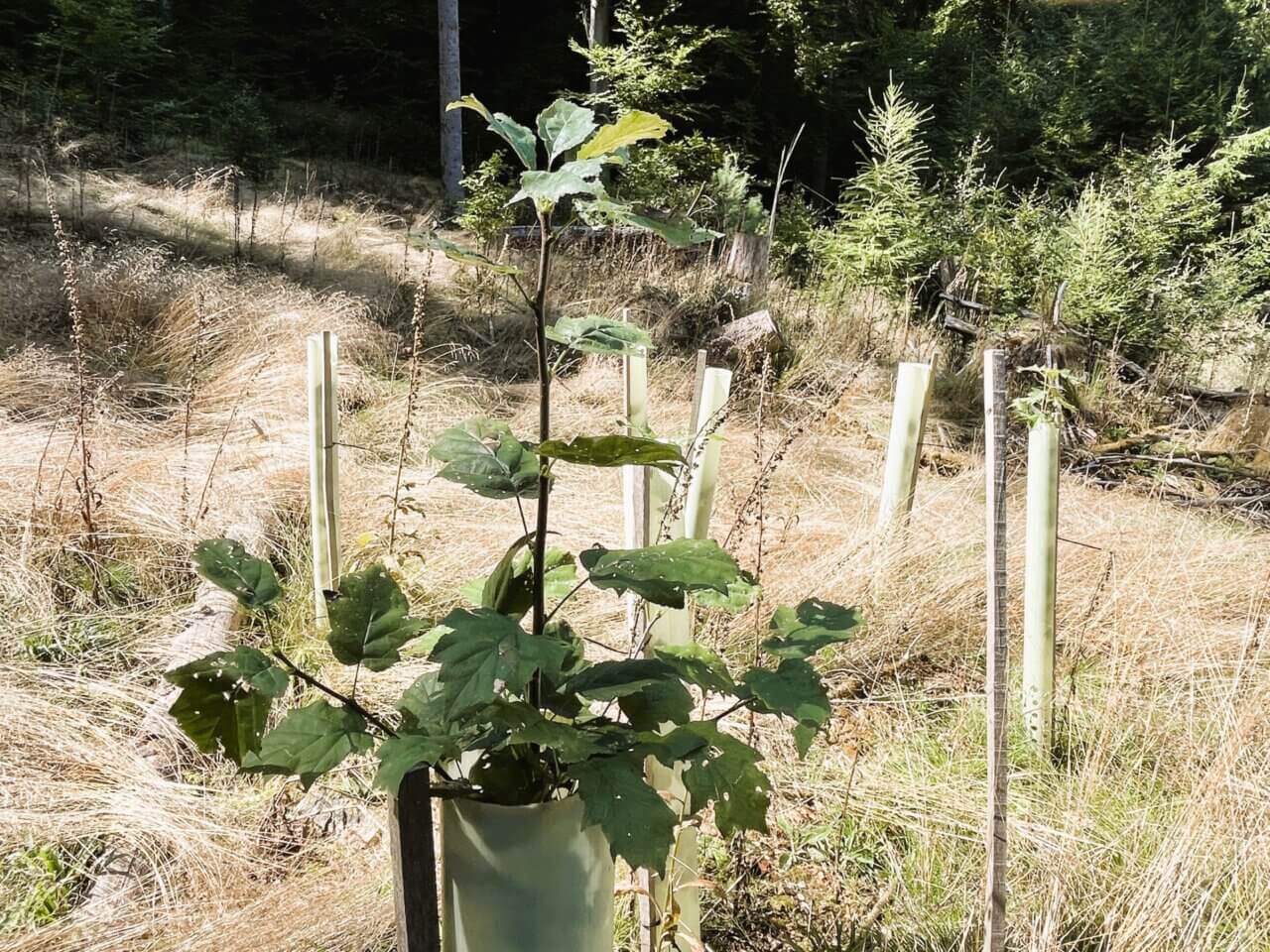 Die Buchen erreichen gute 150 cm