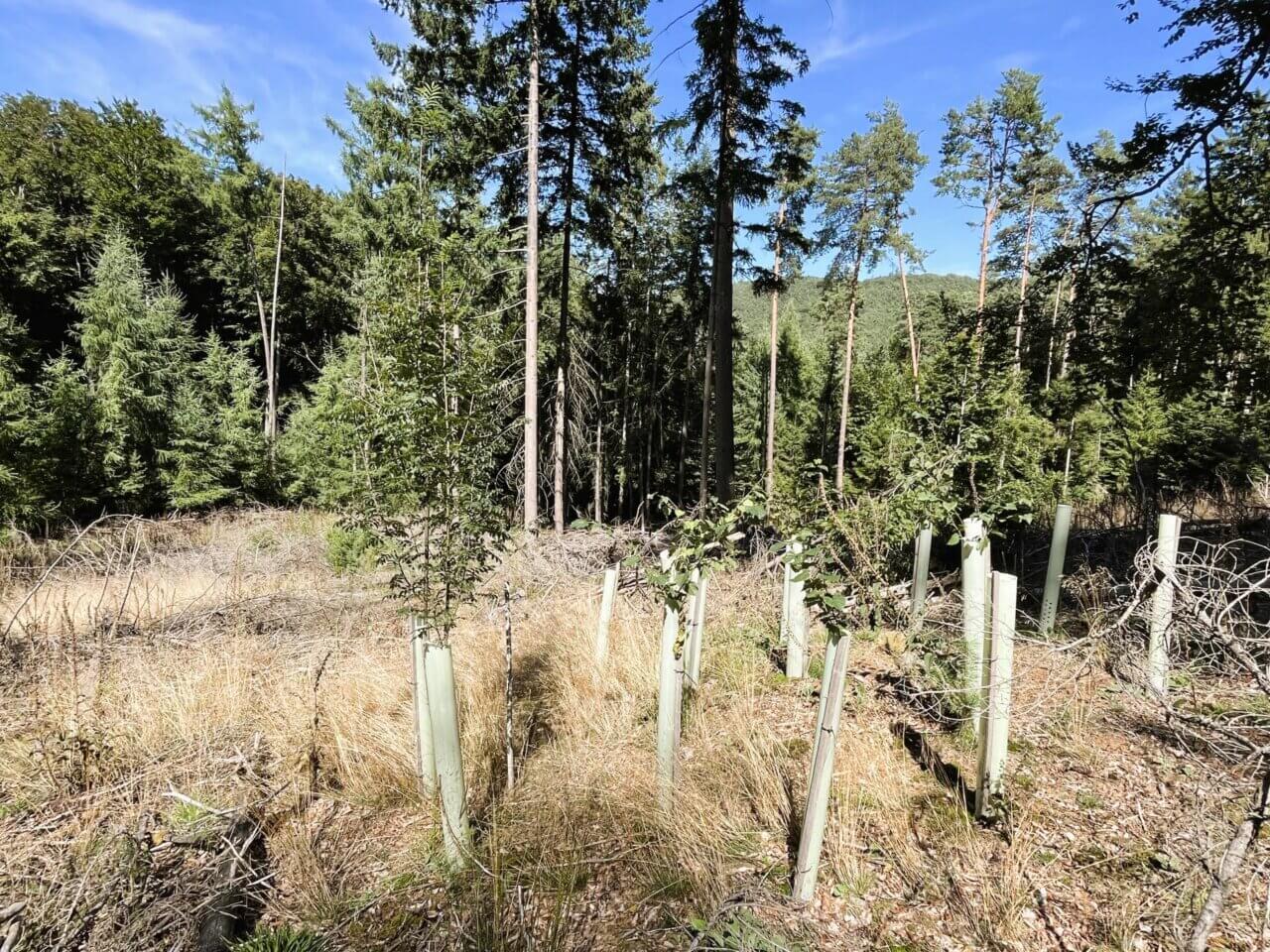 Viele Vogelbeeren überschreiten 250 cm