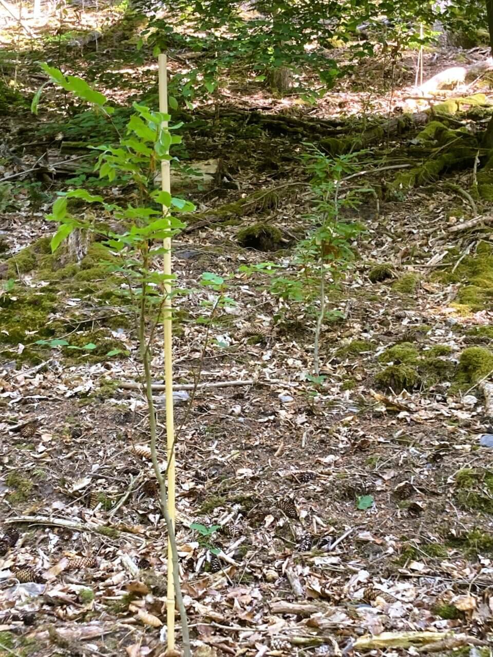 Das Laubholz steht schon 100 - 120 cm hoch