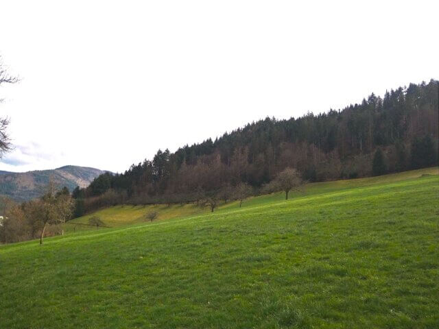 Aufforstungsfläche in Waldkirch
