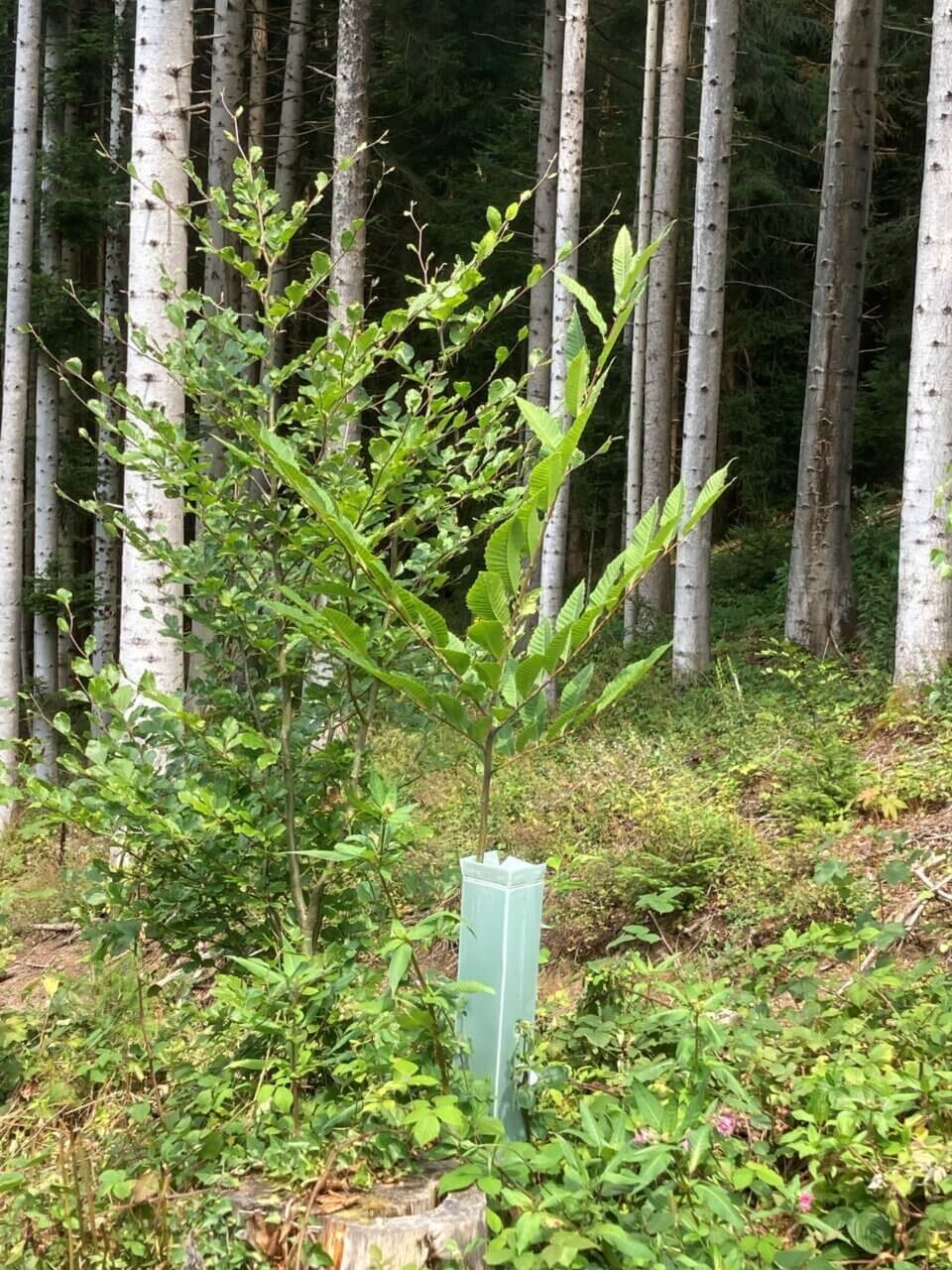 Vogelkirsche mit 250 cm