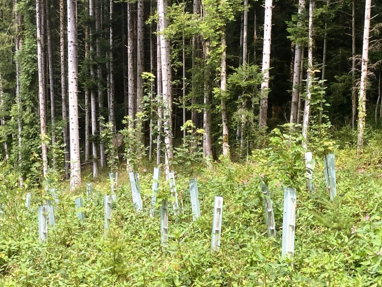 Rekordverdächtige Anwuchsquote von 95%