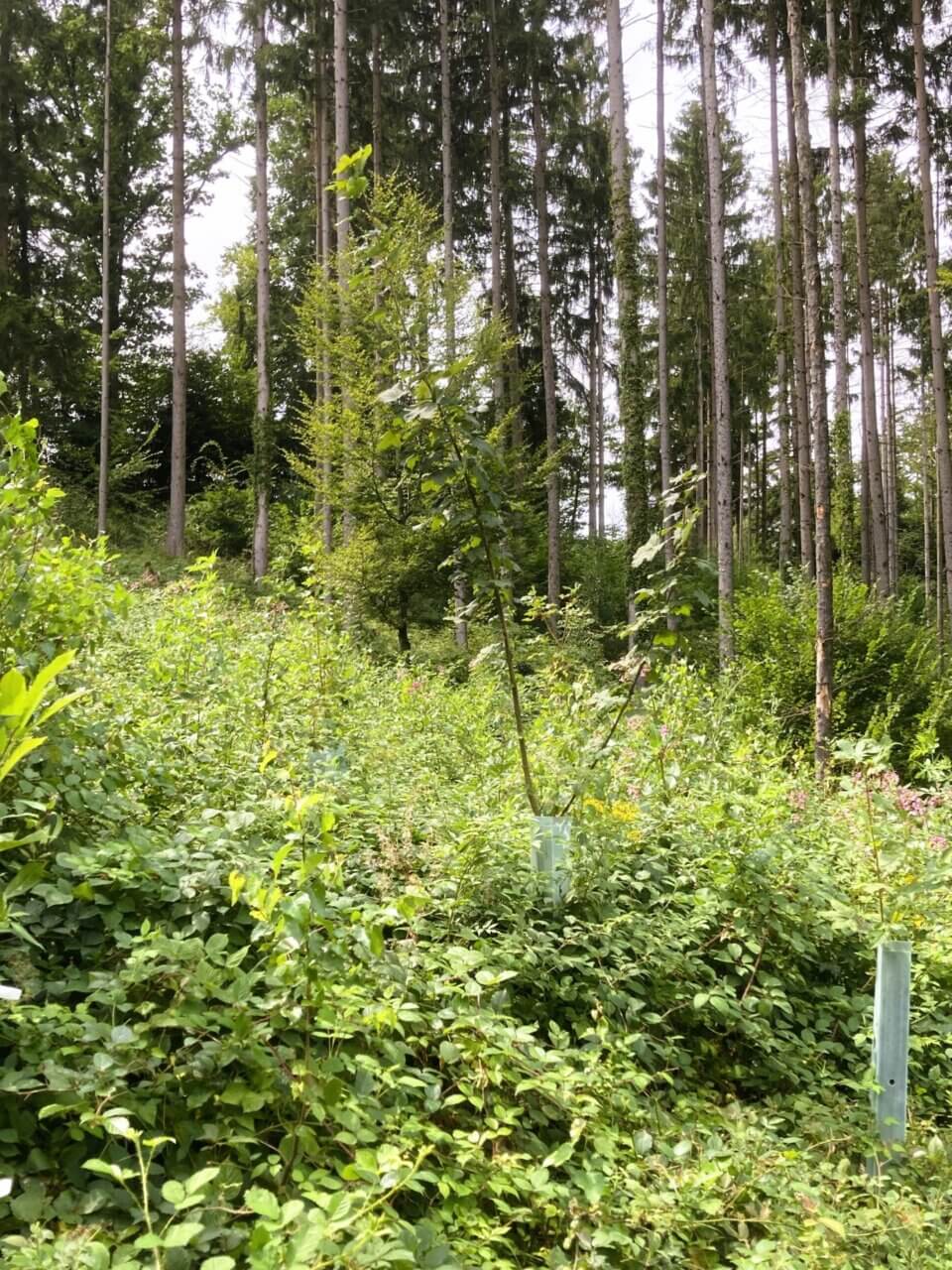 Dieser Bergahorn mit 350 cm überragt alle