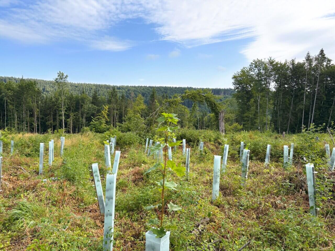 Leben in allen Wuchshüllen