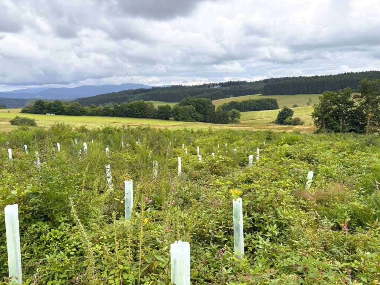 Blick über die Fläche