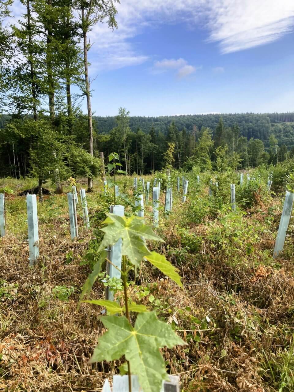 Spitzahorn teilweise schon weit entwickelt