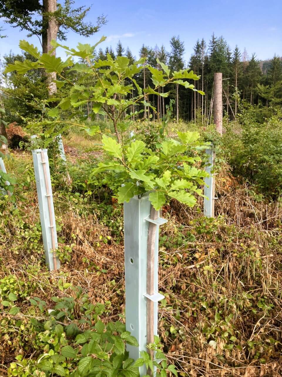 Erstaunlich große Eiche