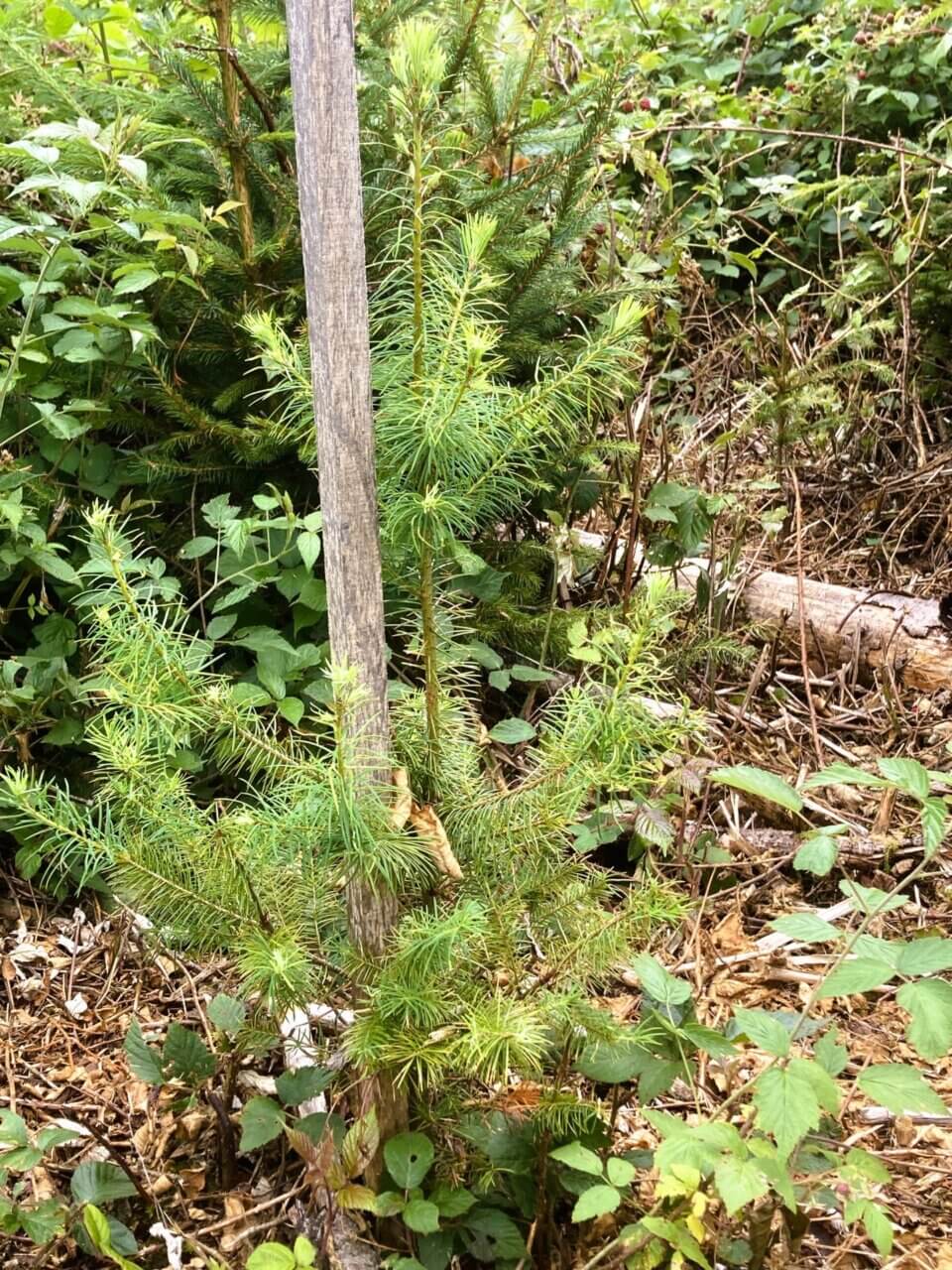 Diese kräftige Douglasie freut sich nach dem Freischneiden über das zusätzliche Licht
