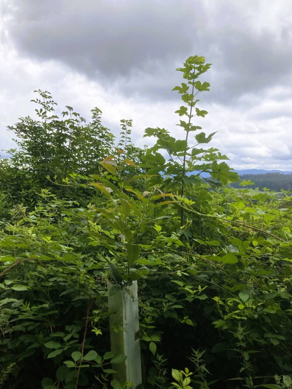 Spitzahorn überholt im Rennen ums Licht die Kastanie