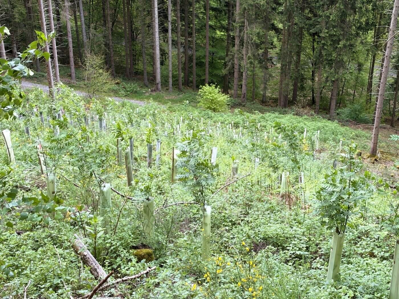 Gut entwickelte Vogelbeeren
