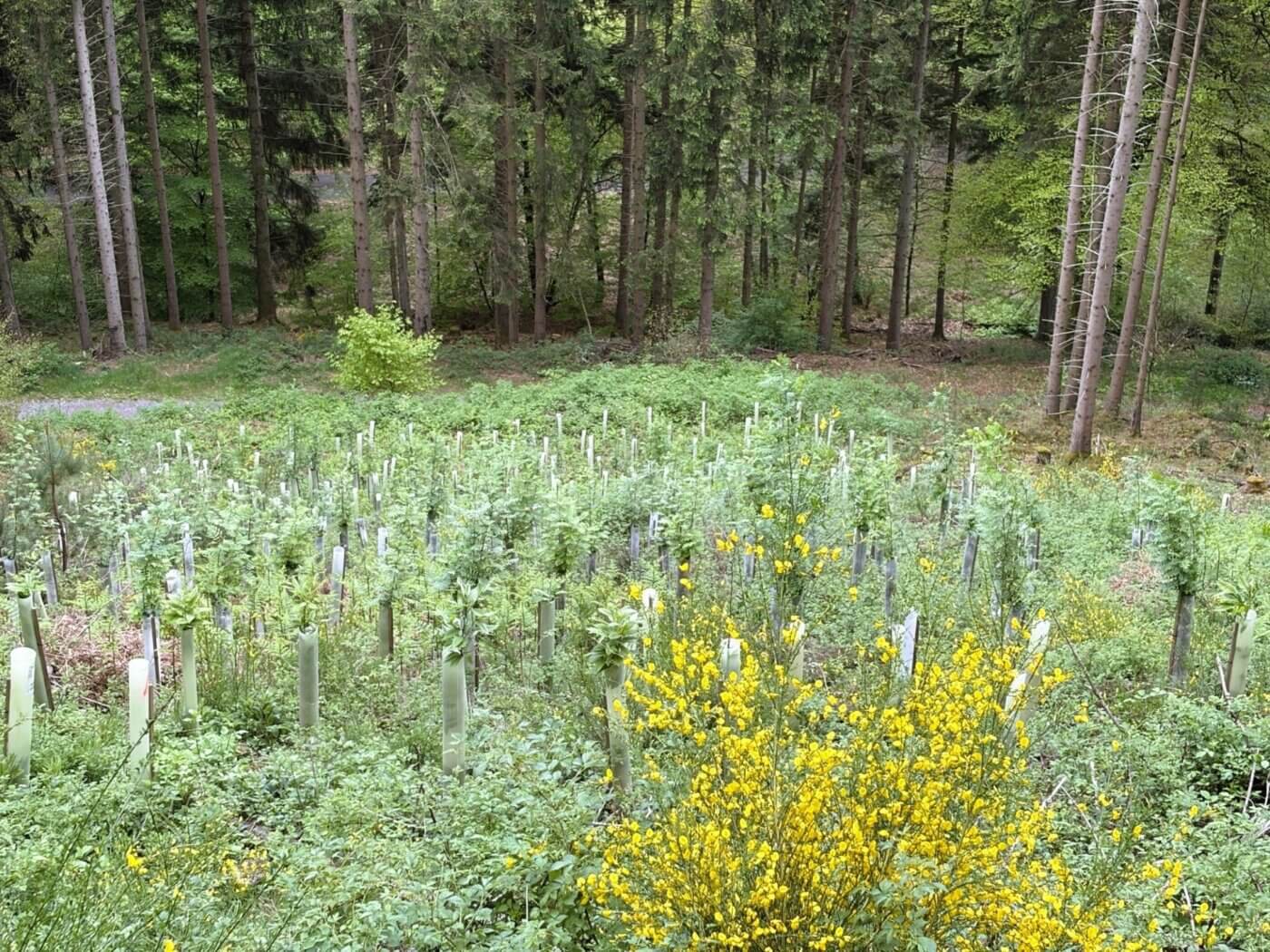 Kastanien und Vogelbeeren kommen gleichermaßen gut