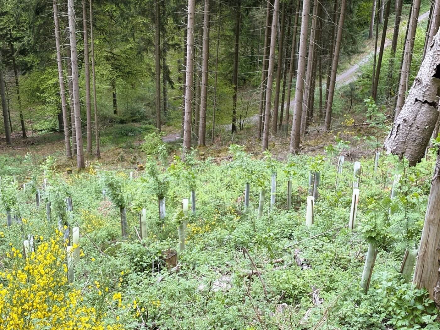 Die Brombeere ist keine große Gefahr mehr