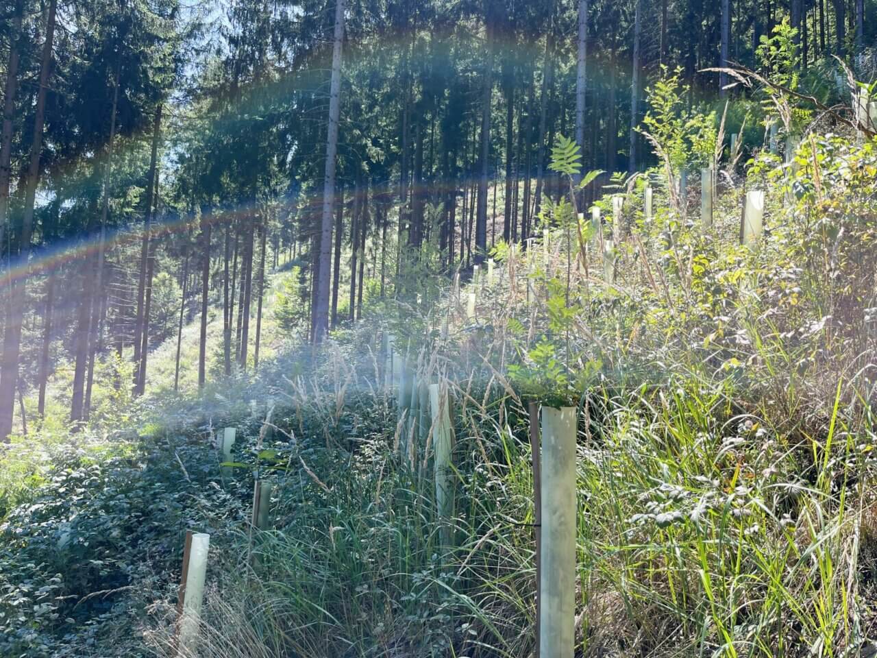 Die Vogelbeeren sind schon 180 cm hoch