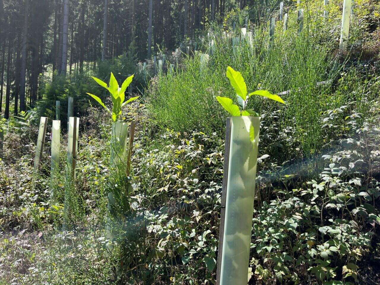 Die Kastanien haben es aus den Hüllen geschafft