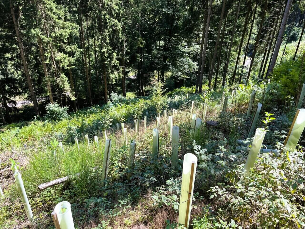 Tolle Anwuchsquote, auch wenn die Setzlinge noch nicht alle aus den Wuchshüllen rausgewachsen sind