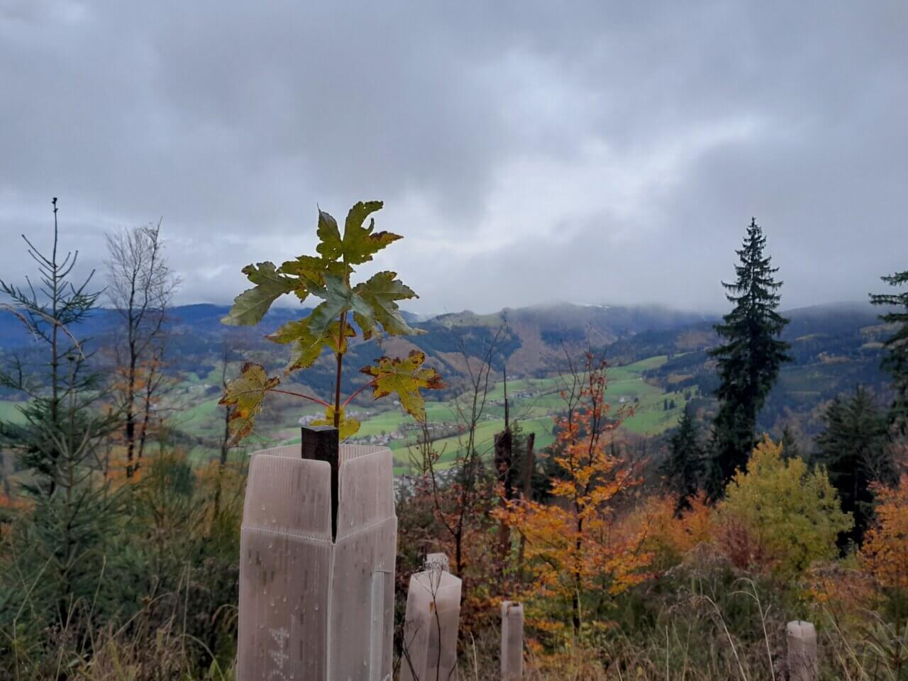 Bergahorn mit Aussicht