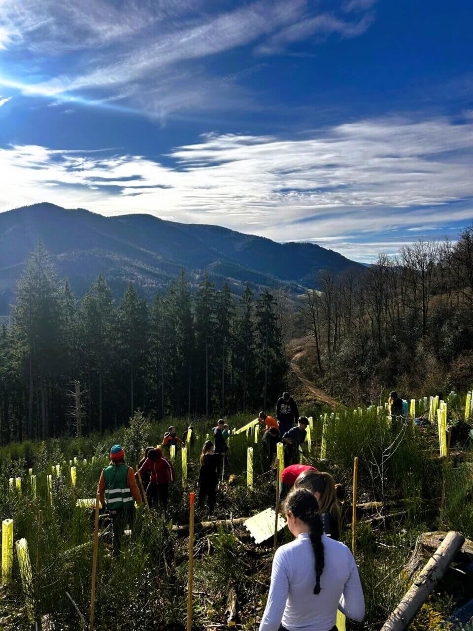 Verbissschutz mit Ginster