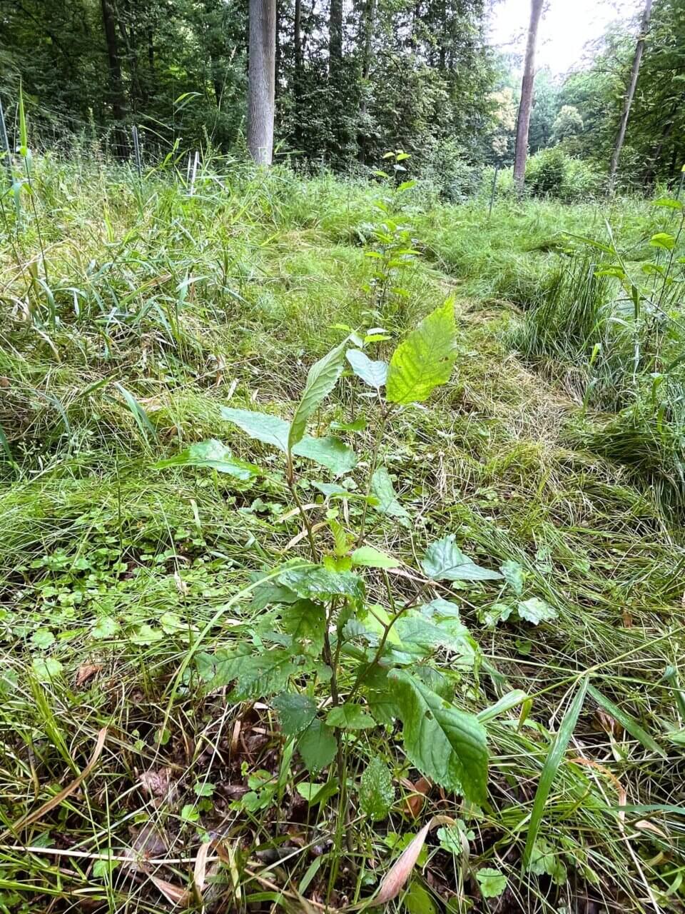 Diese Vogelkirsche ist schon 50 cm gewachsen