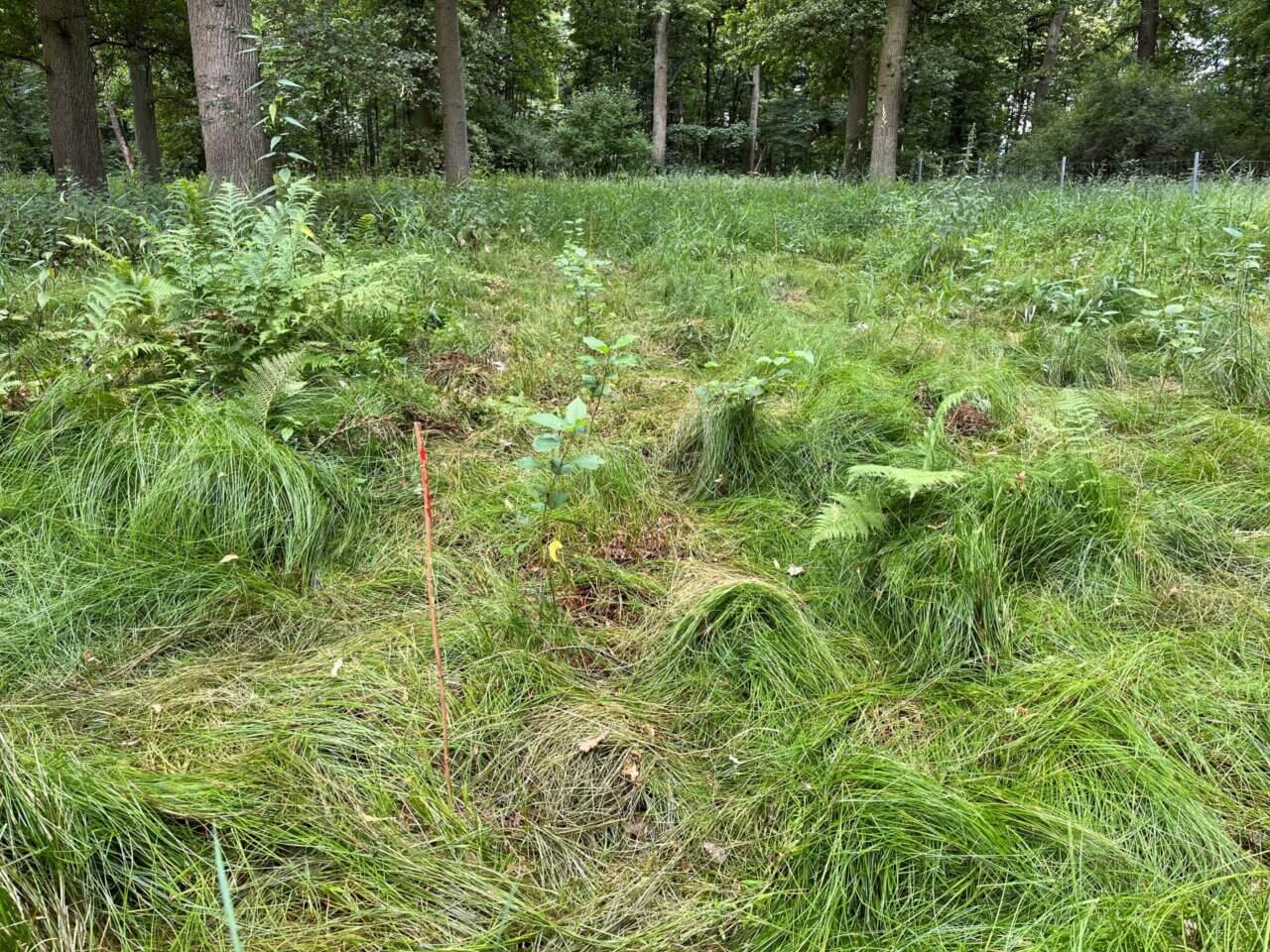 Vogelkirschen in Reih und Glied