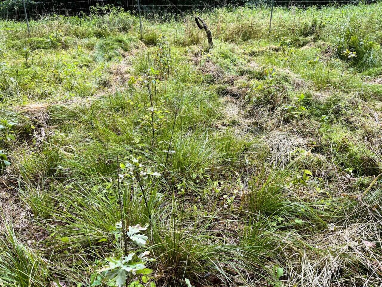 Die eichen wachsen langsam, sind aber kräftig