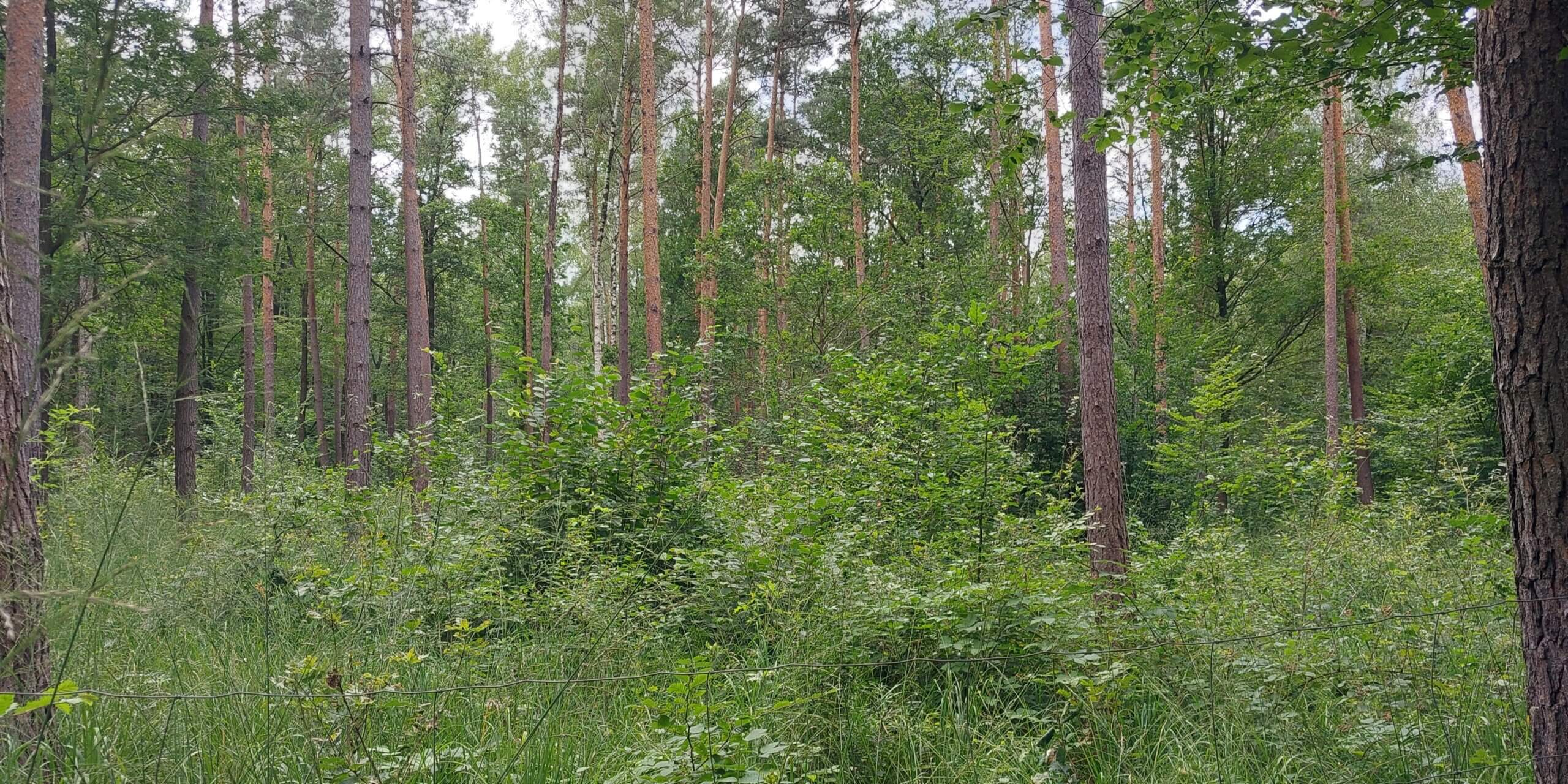 Aufforstungsfläche Frensdorf