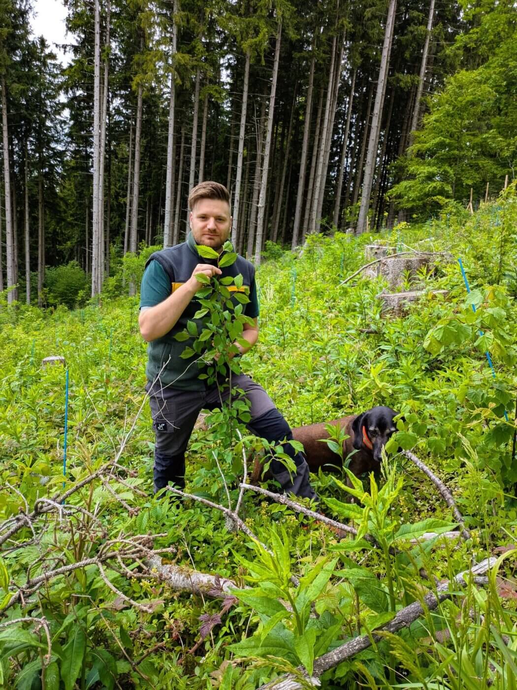 Revierförster Sebastian Fleischmann freut sich über die starke Bergulme