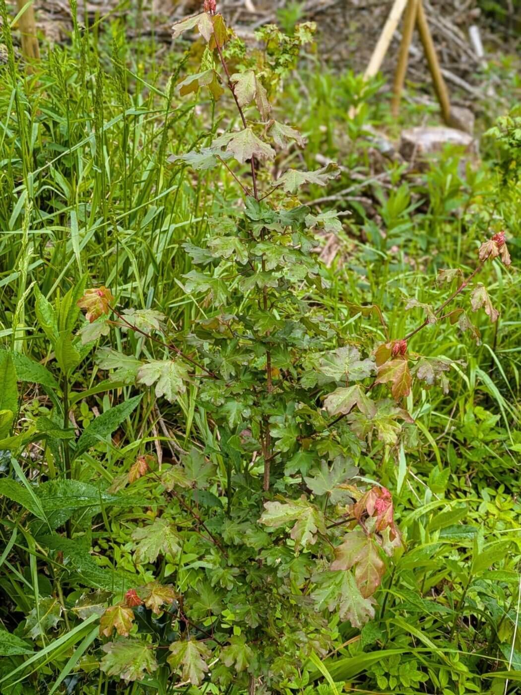 Feldahorn