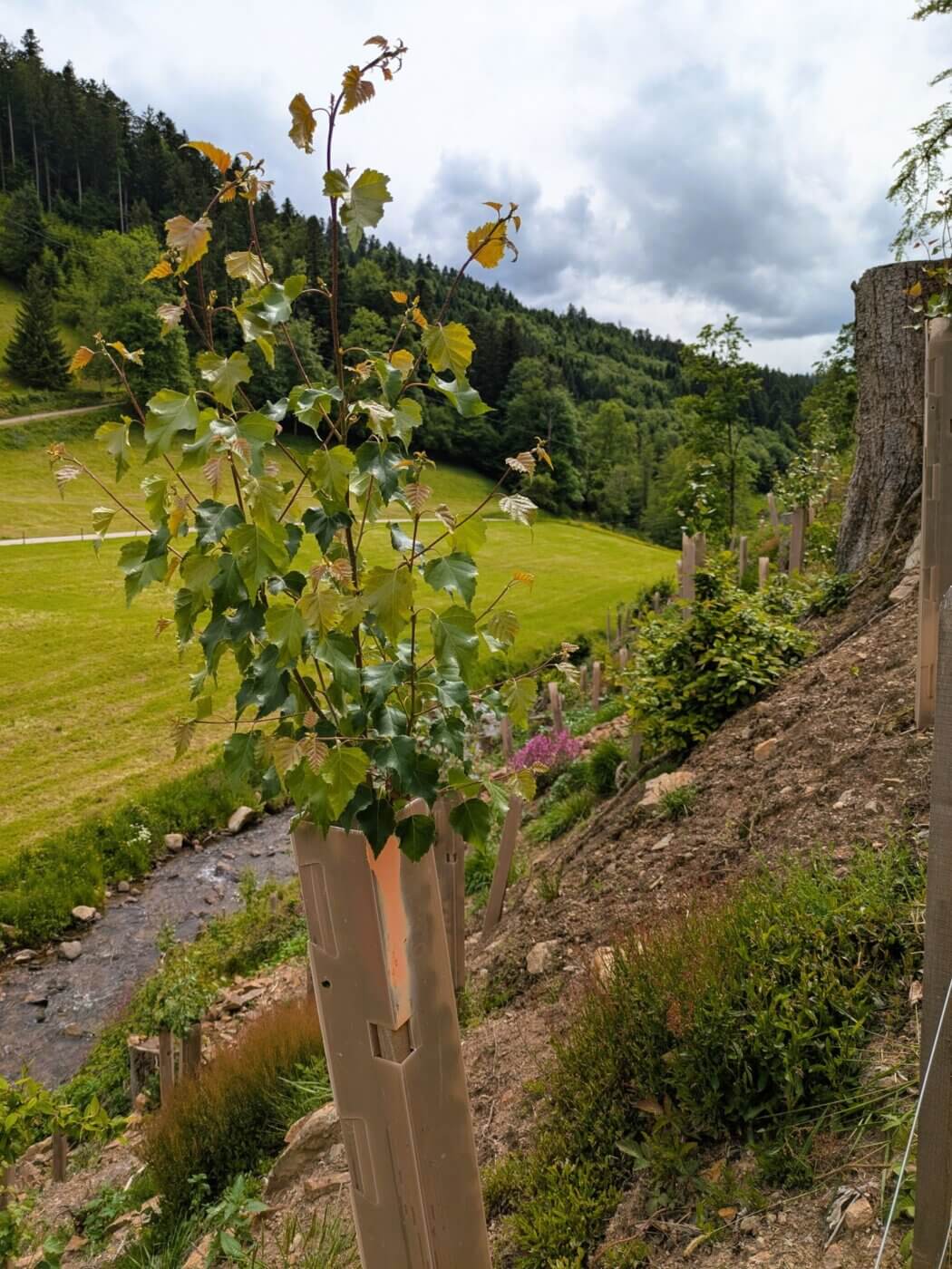 Prächtige Sandbirke