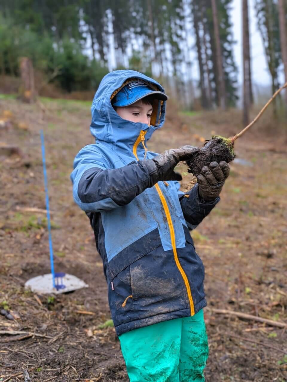 Der Wurzelballen wird ordentlich freigelegt