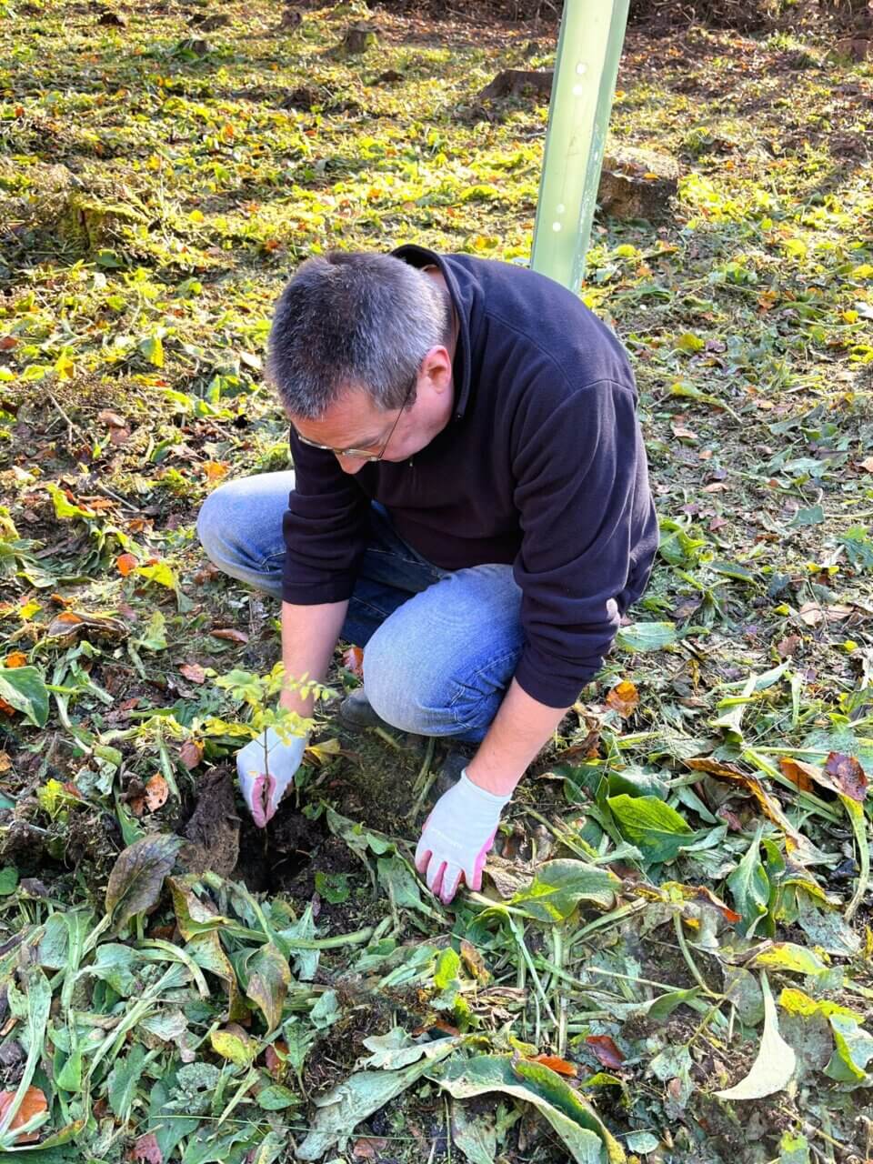 kann der Setzling in das perfekt vorbereitete Pflanzloch gesetzt werden