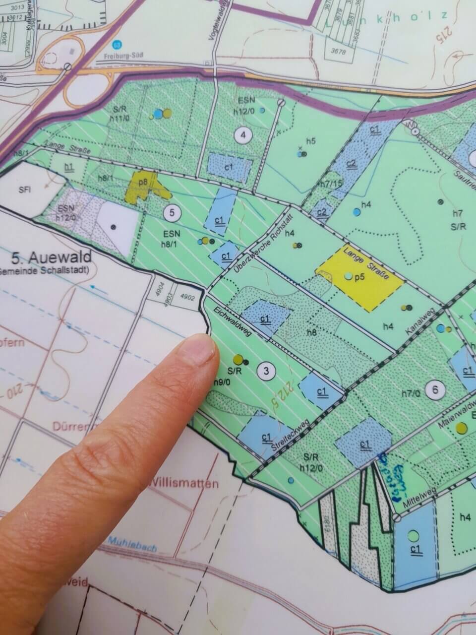 Mooswald bei Schallstadt