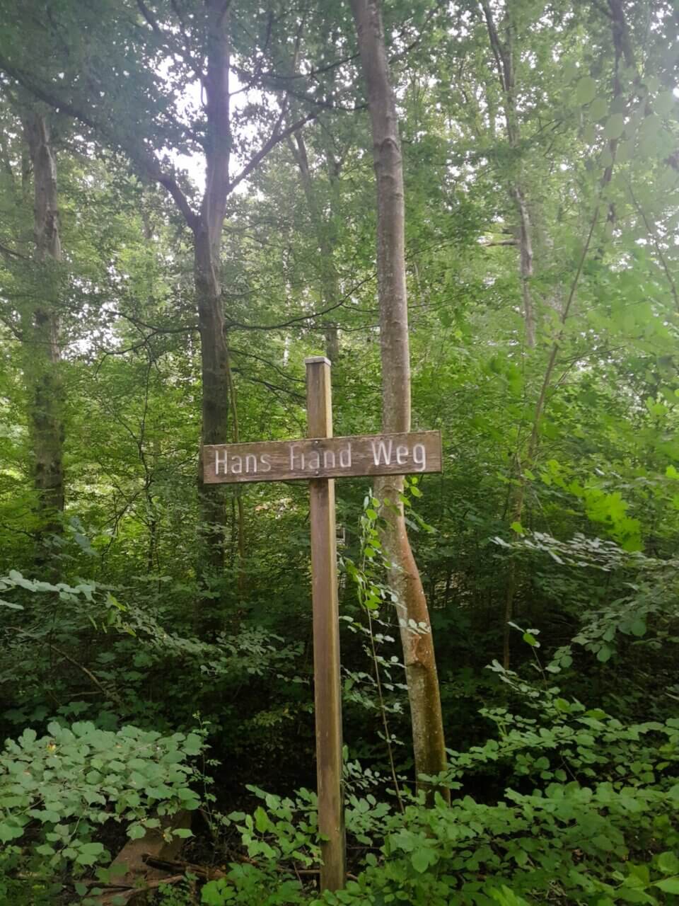 Mooswald bei Schallstadt