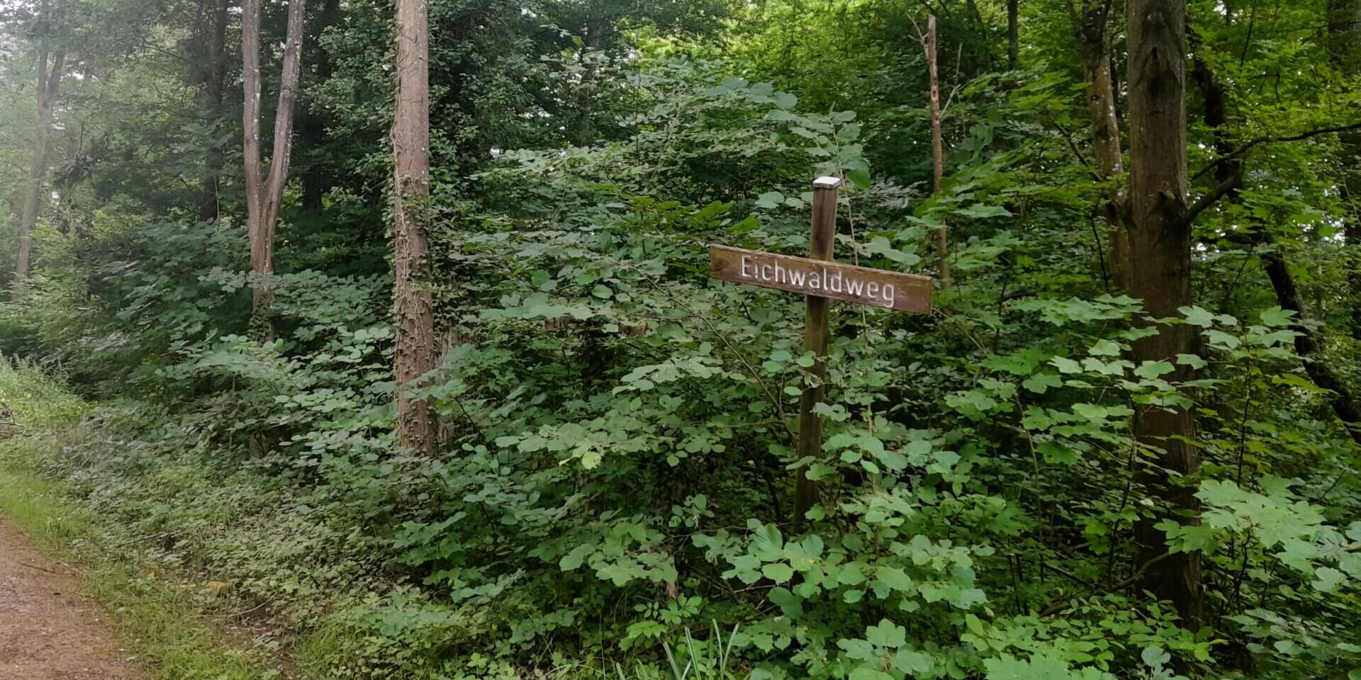 Mooswald bei Schallstadt