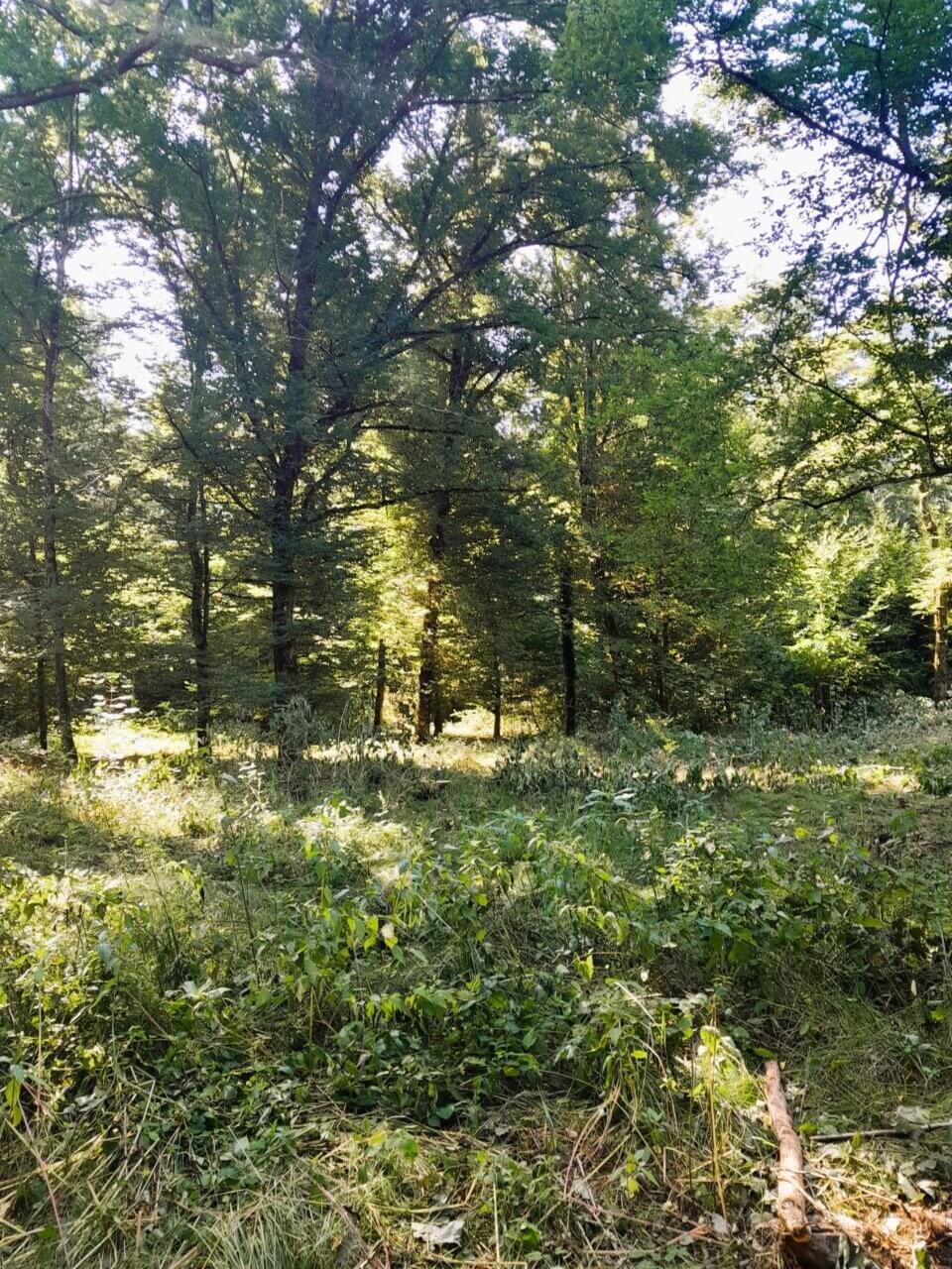 Fläche bei Gottenheim