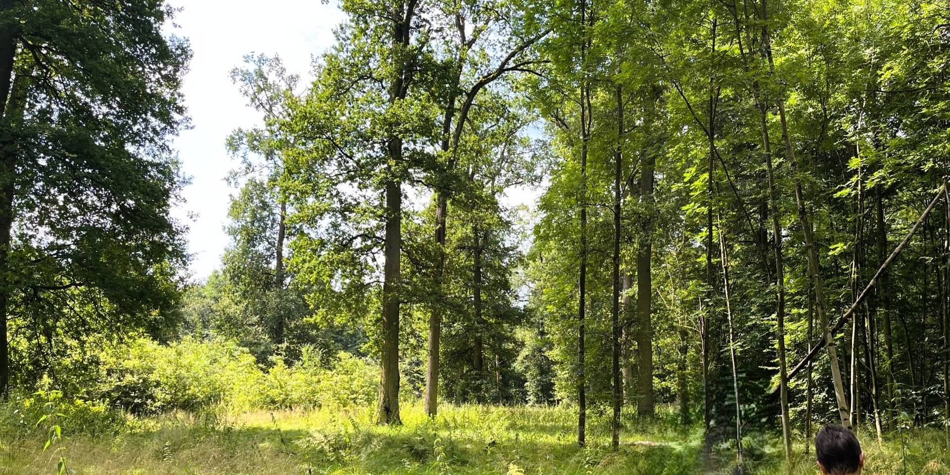 Langenselbold - der Gebrüder Weiss-Wald